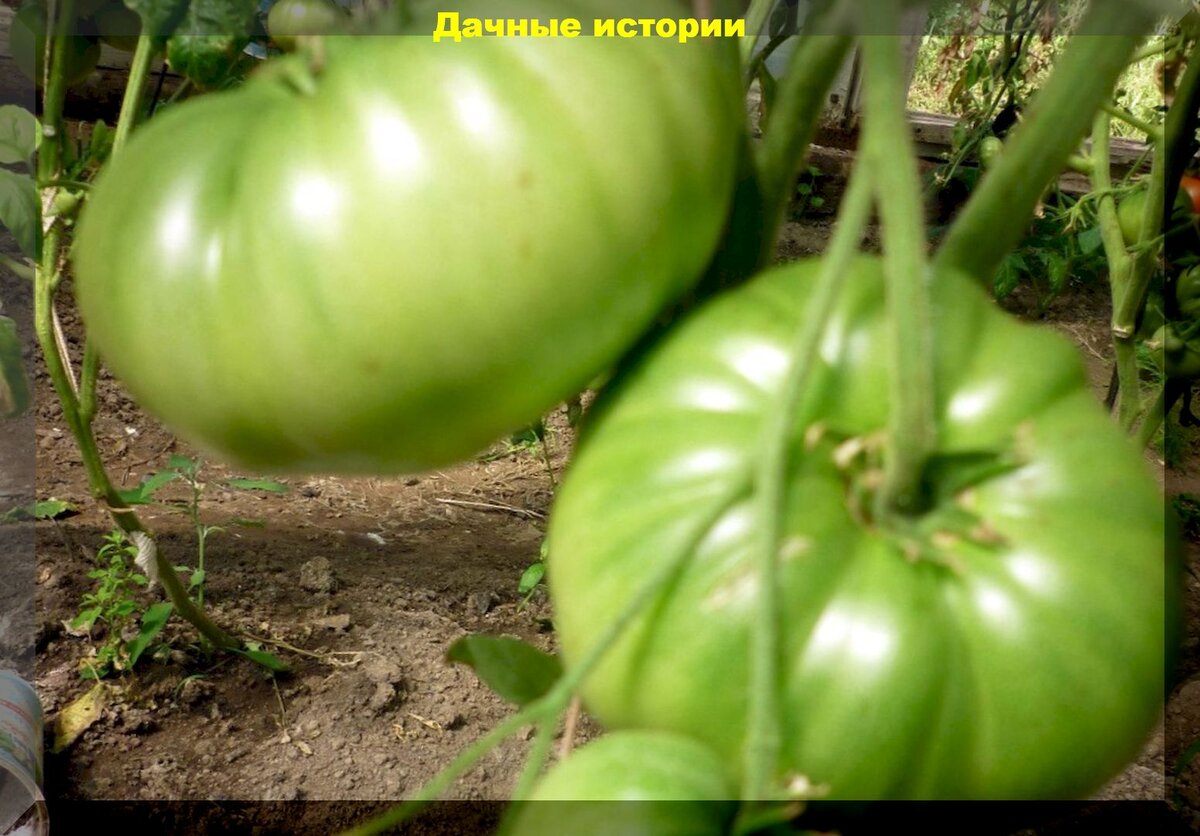 https://vk.com/photo-159774511_457246360. "Чудо Земли"