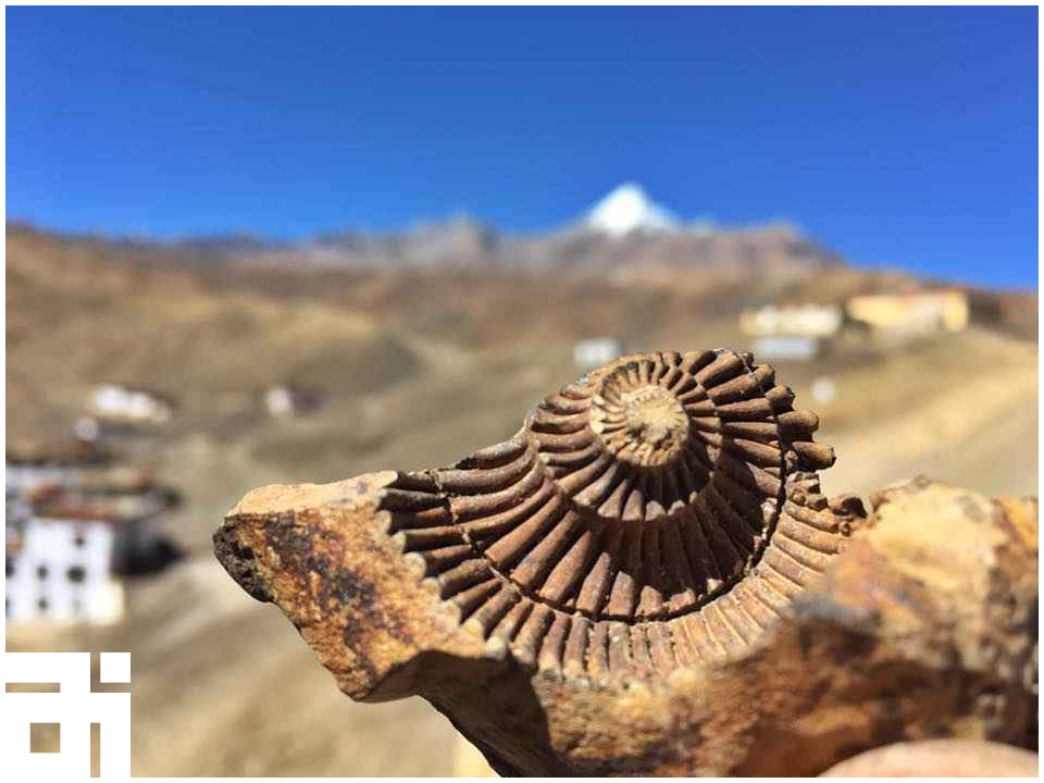 Останки аммонита в Гималаях.