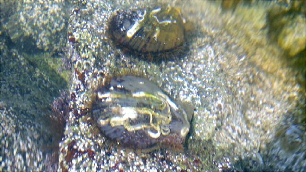 Гребешок на каменной гряде под водой