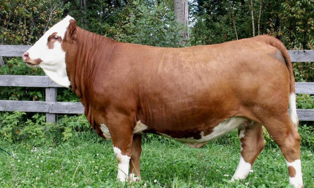 Симментальская порода коров – одна из самых древних. Она универсальна, обладает как прекрасными мясными, так и молочными характеристиками. Быки породы симментал очень быстро набирают вес.-2