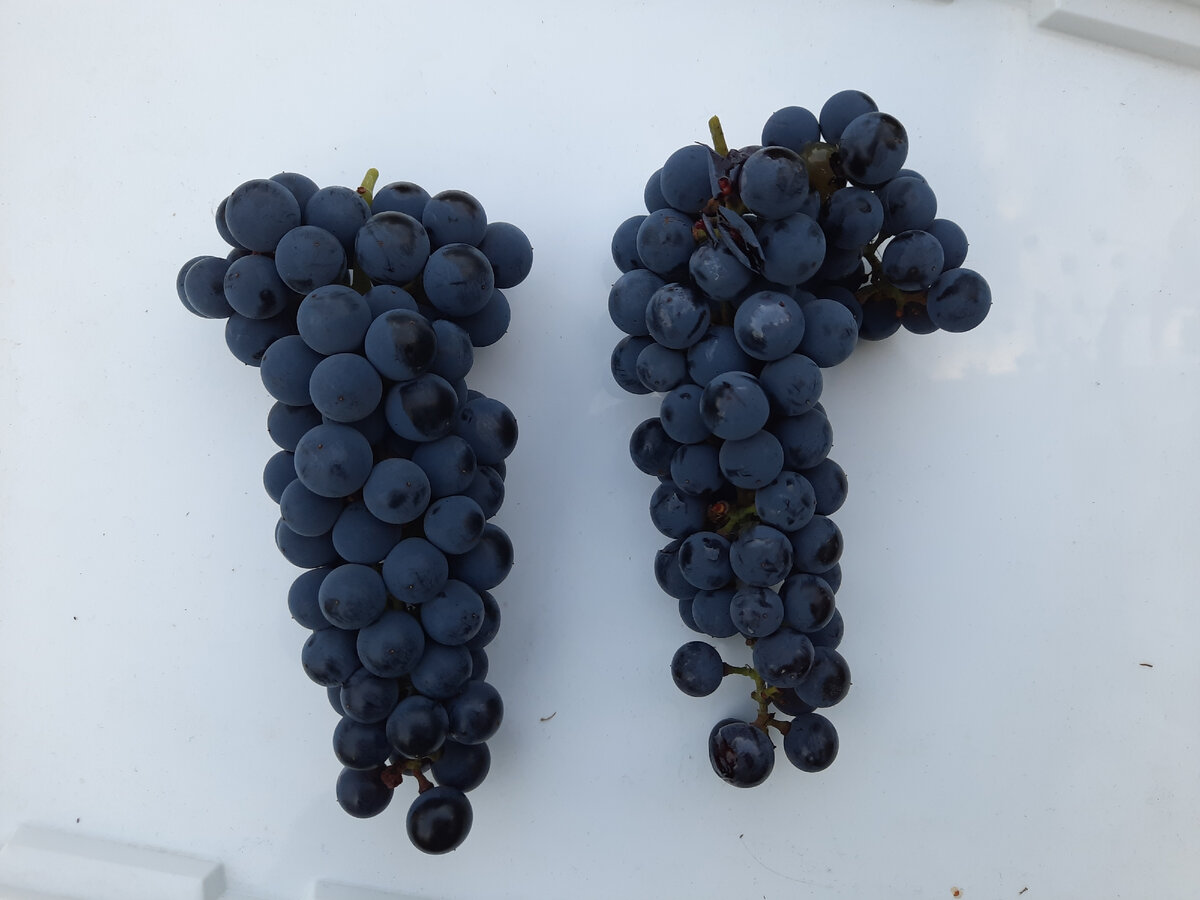 вот линия "Альфа"