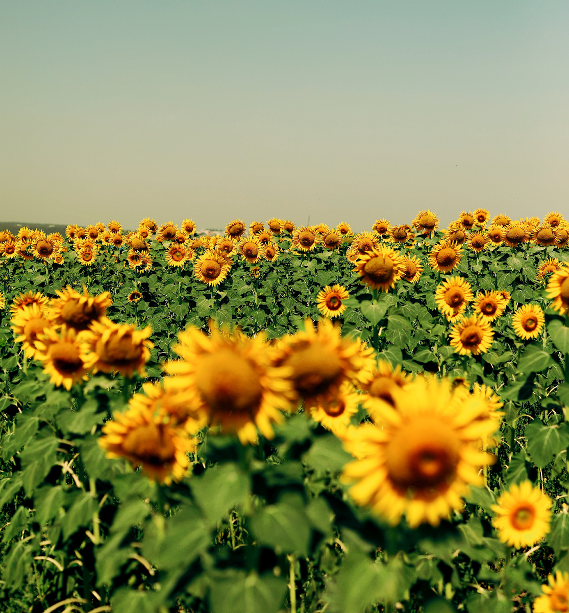 Наши подписчики как солнышки-подсолнушки, с Вами тепло и уютно. Фото из свободных источников