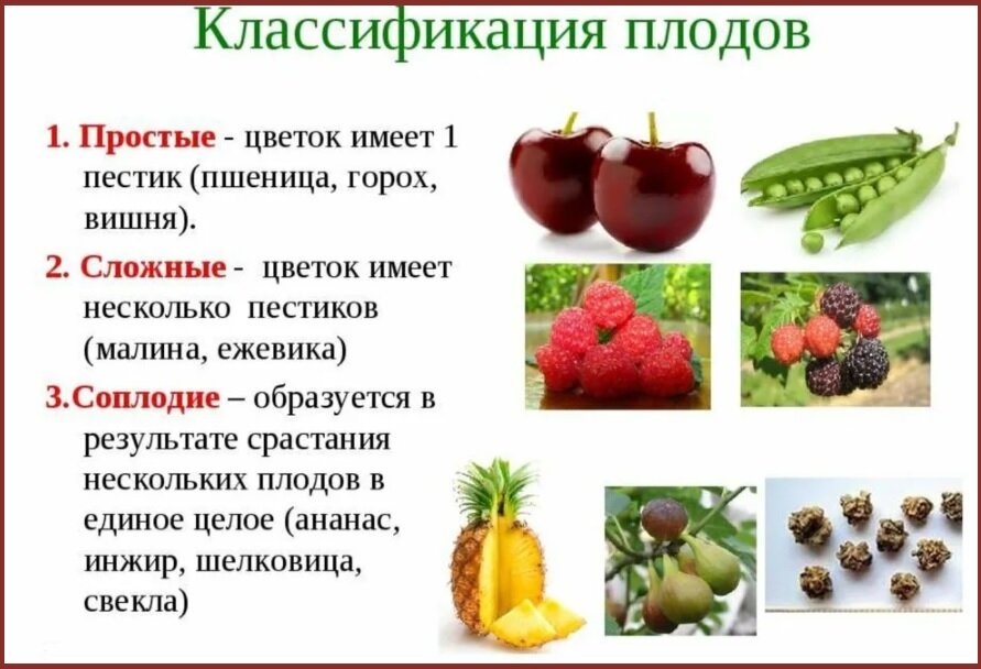 Какие плоды вам известны