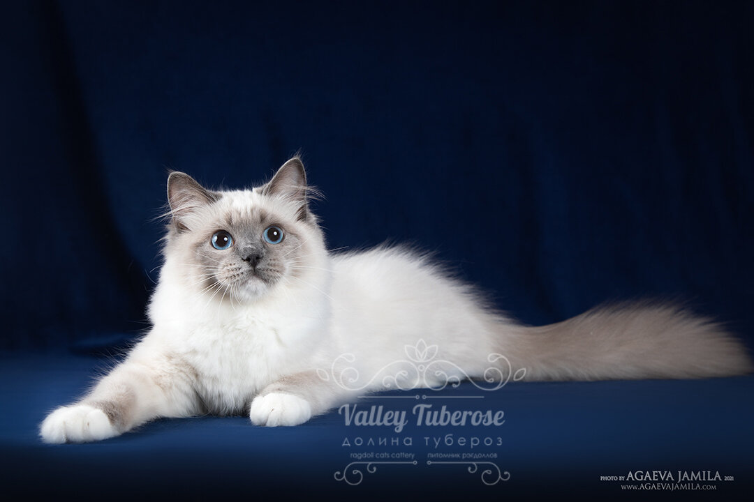 Frank Sinatra Valley Tuberose 