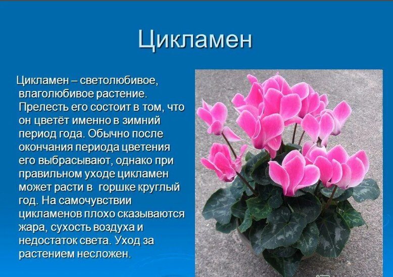 Тенелюбивые комнатные растения. Влаголюбивое растение домашнее. Наиболее светолюбивое растение. Светолюбивые и тенелюбивые растения. Наиболее светолюбивое растение.
