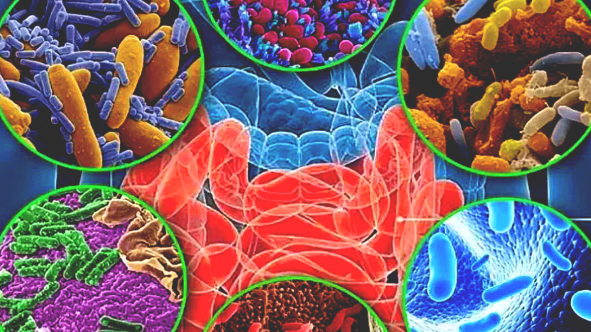 В кишечнике человека бактерий в 10 раз больше, чем клеток в организме человека.