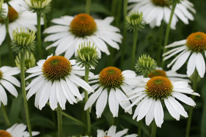 Сорт очень хорошо разрастается