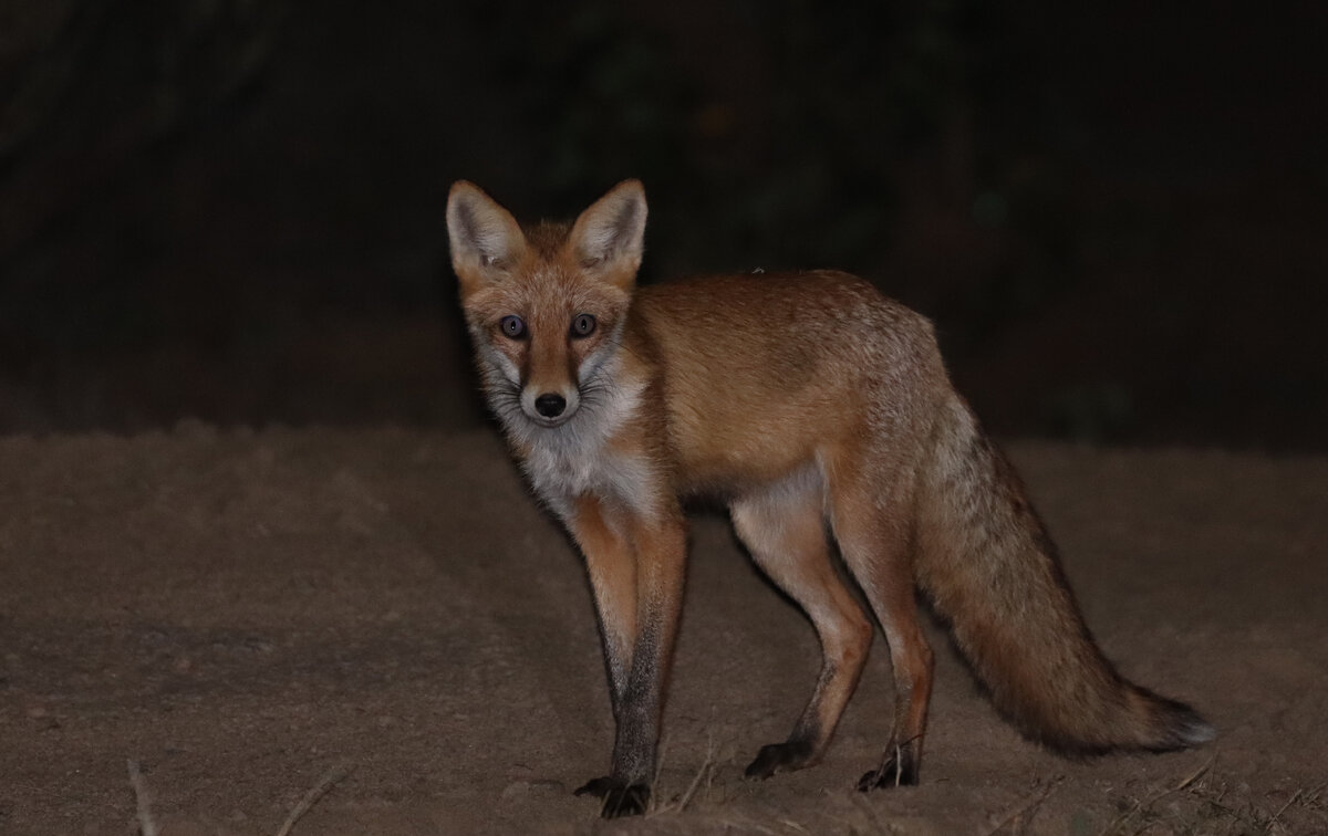 Фокусное расстояние 300 мм, диафрагма 5,6, выдержка 1/250, ISO3200. Подсветка фонарем со стороны