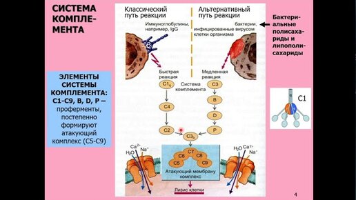 Дубынин В. А. - Физиология иммунитета - Макрофаги и интерлейкины