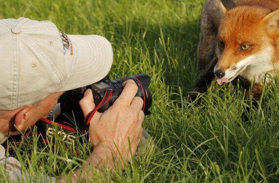 Ещё один фотограф снимает любопытную лису, фото из интернета