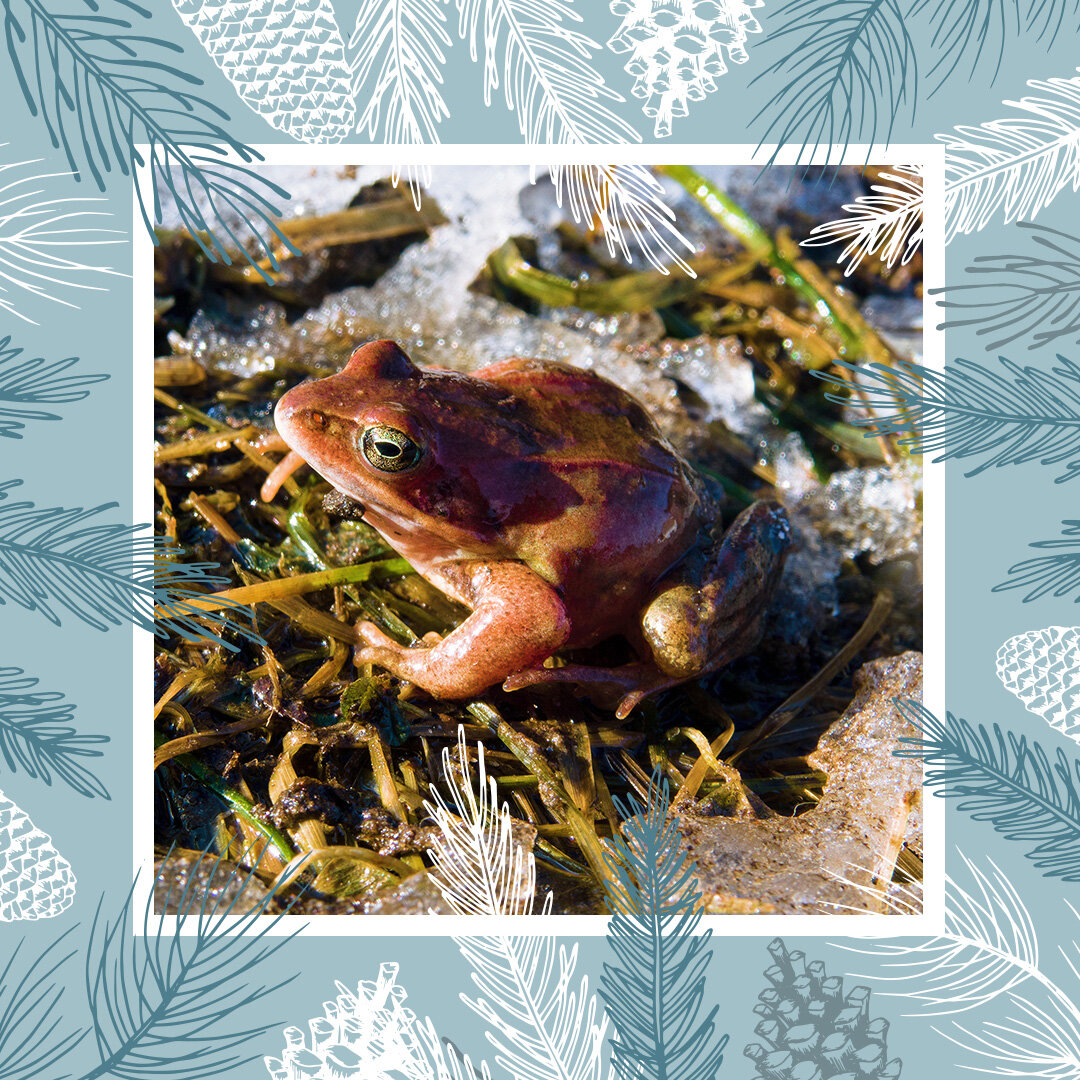 Иллюстрации: Дарья Ключникова