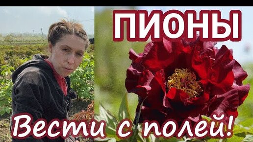 Вести с полей! Наши пионы в конце апреля / Сад Ворошиловой