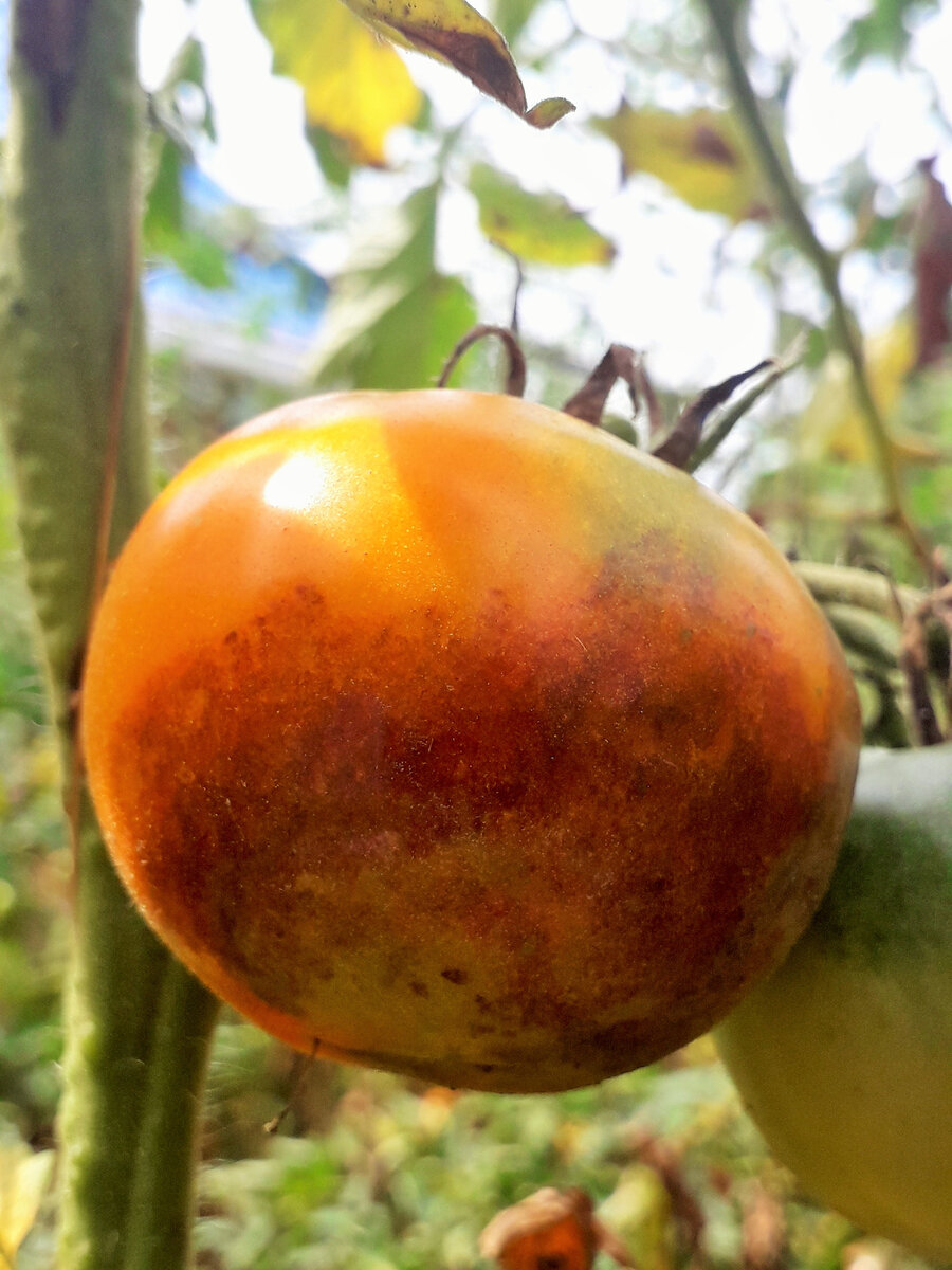 Фитофтороз на томате