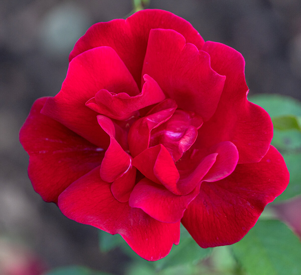 1. Красная роза в Аллее роз (не путать с Долиной роз).