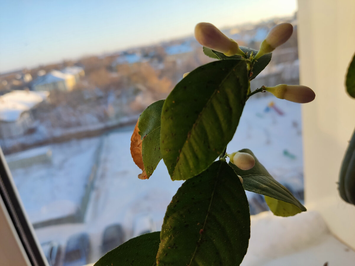 Будут скоро у меня лимончики