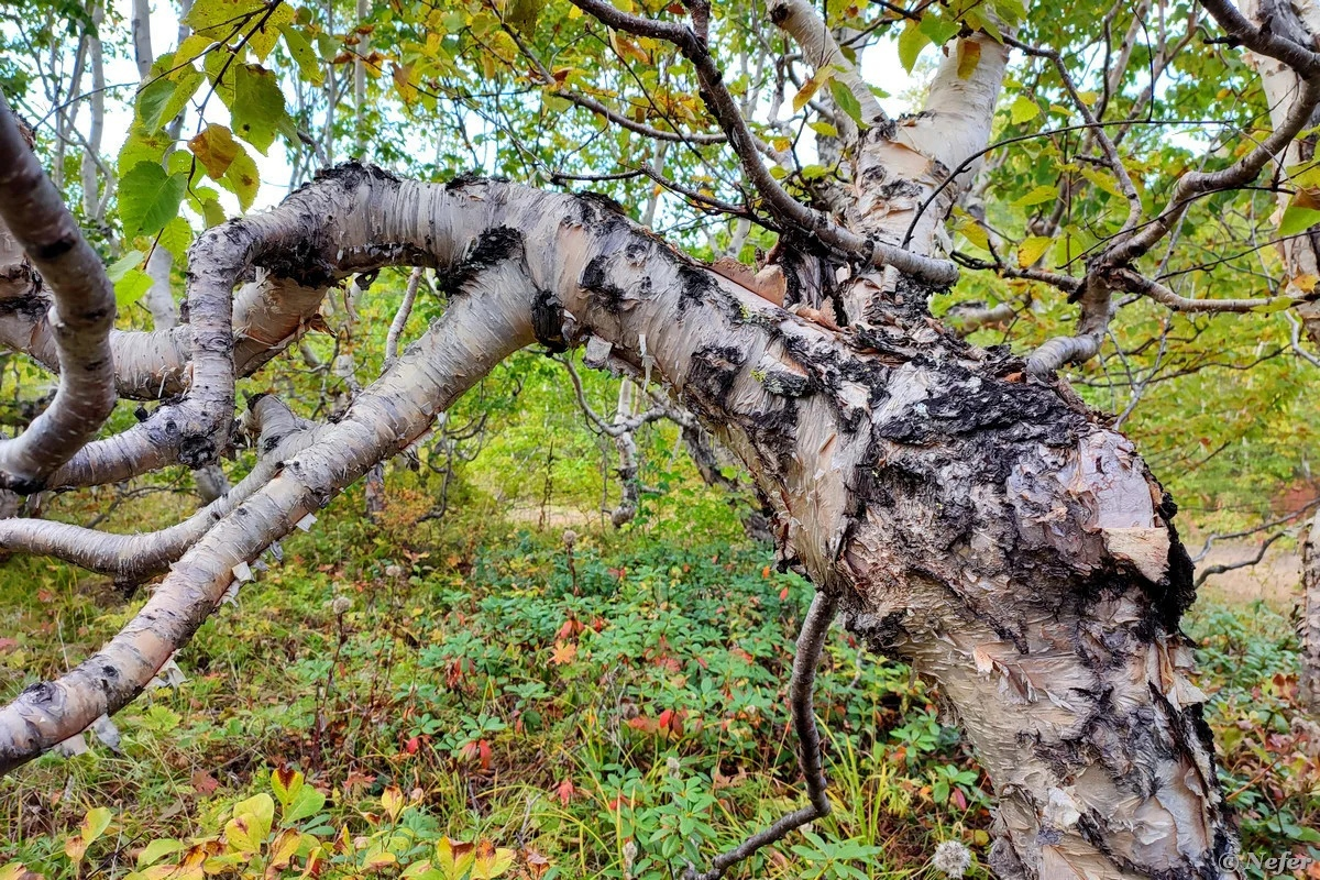 Судя по всему, в Карелии присказка "стройная, как березка" считается сарказмом 