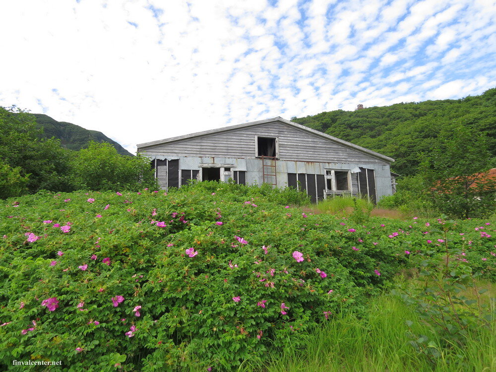 Казарма погранзаставы до сих пор выглядит ухоженной. У парадного входа цветут кусты шиповника и вейгелы, а с противоположной стороны здания созревает черная смородина. Листайте галерею.