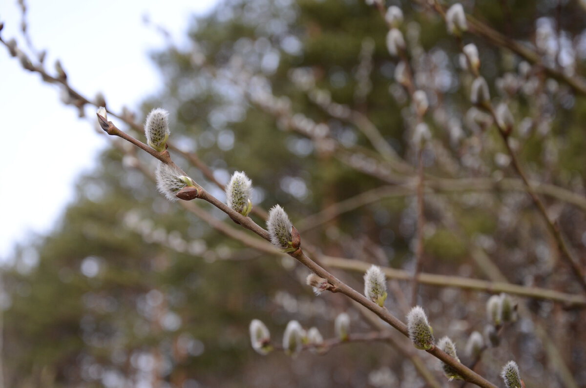 Завтра будет весна (авторские варианты 16-го задания ЕГЭ по русскому ...