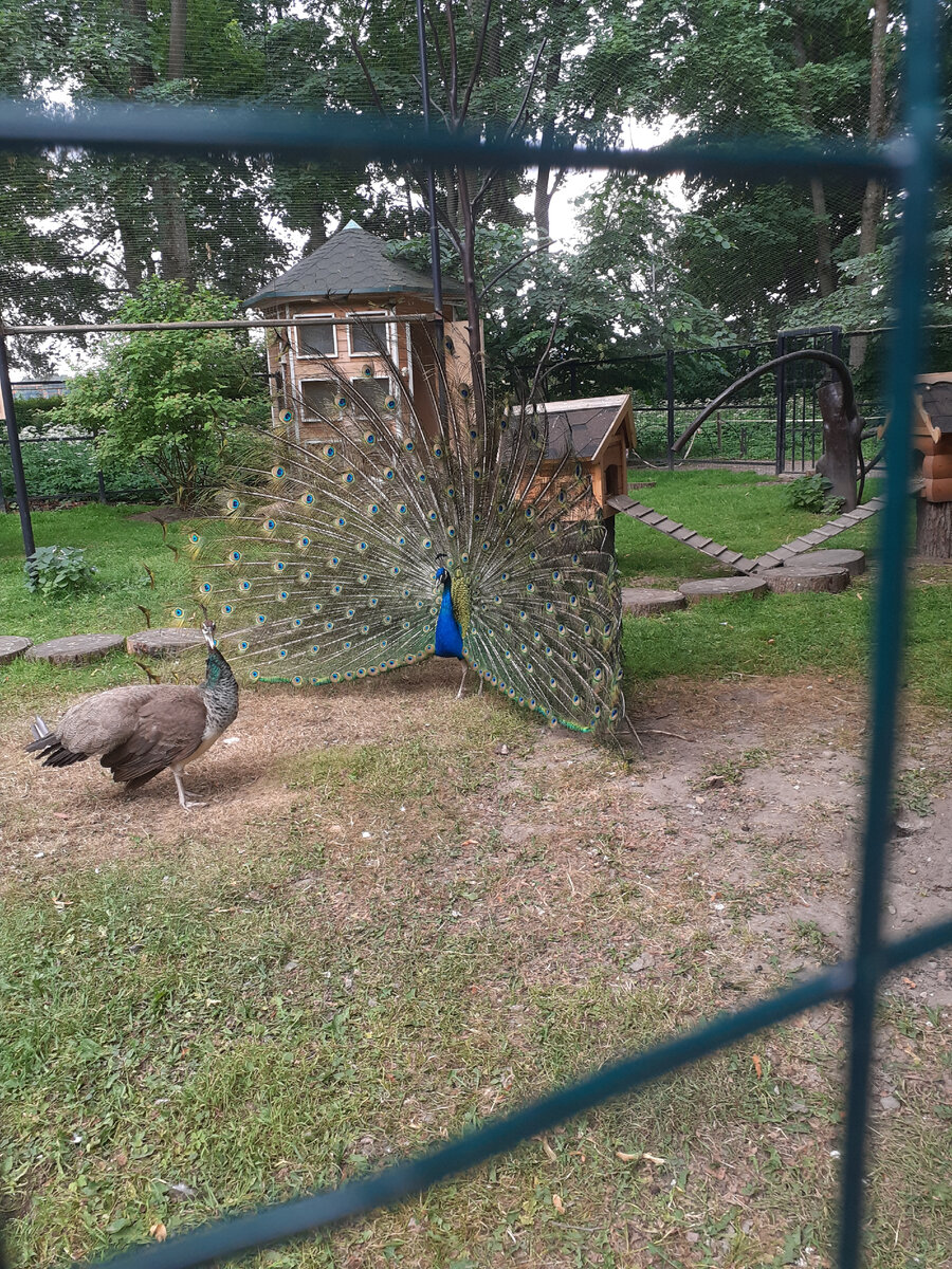 Павлин в ЦПКиО на Елагином острове в Петербурге. Фото автора.