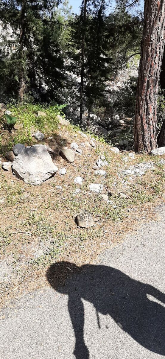 В Турции - время черепах 🐢🐢🐢
Пришло тепло, и они активизировались. 
Встречаем их очень часто на обочинах дорог, на трейлах. 
А одной даже помогали перейти асфальтовую улицу 🙀
Ползла среди машин😳, ползла очень медленно (ну черепаха же!). 
Перенесли её на желаемую сторону 😀