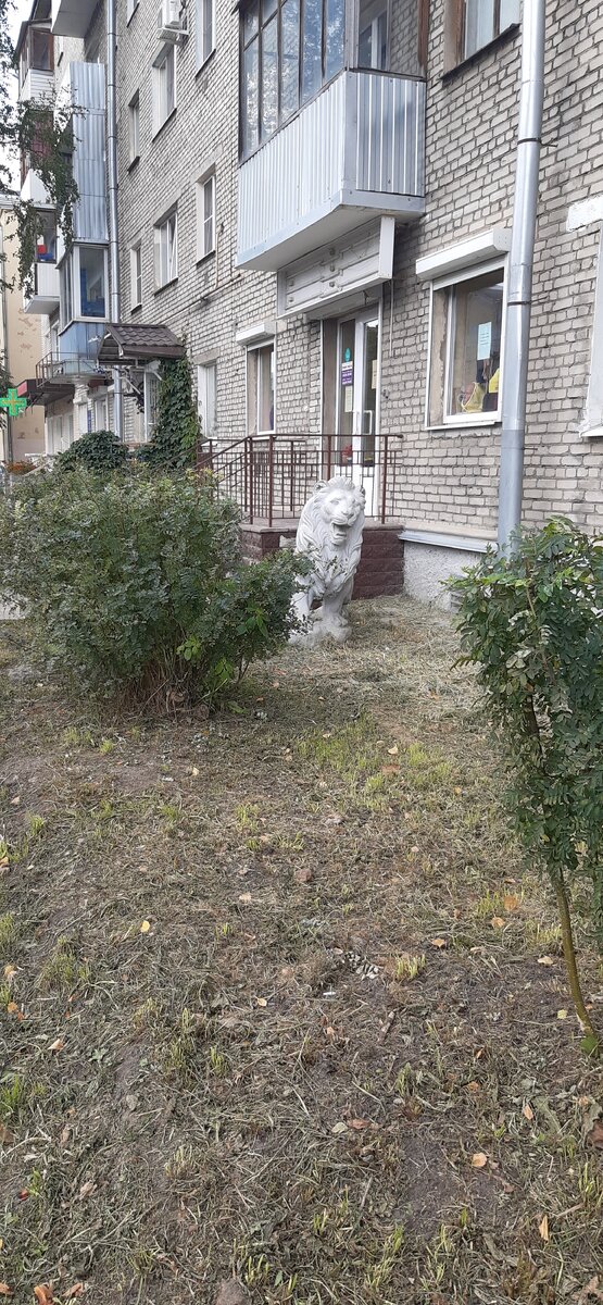 Удивительное рядом. Лев спрятался среди кустов какого-то дома.