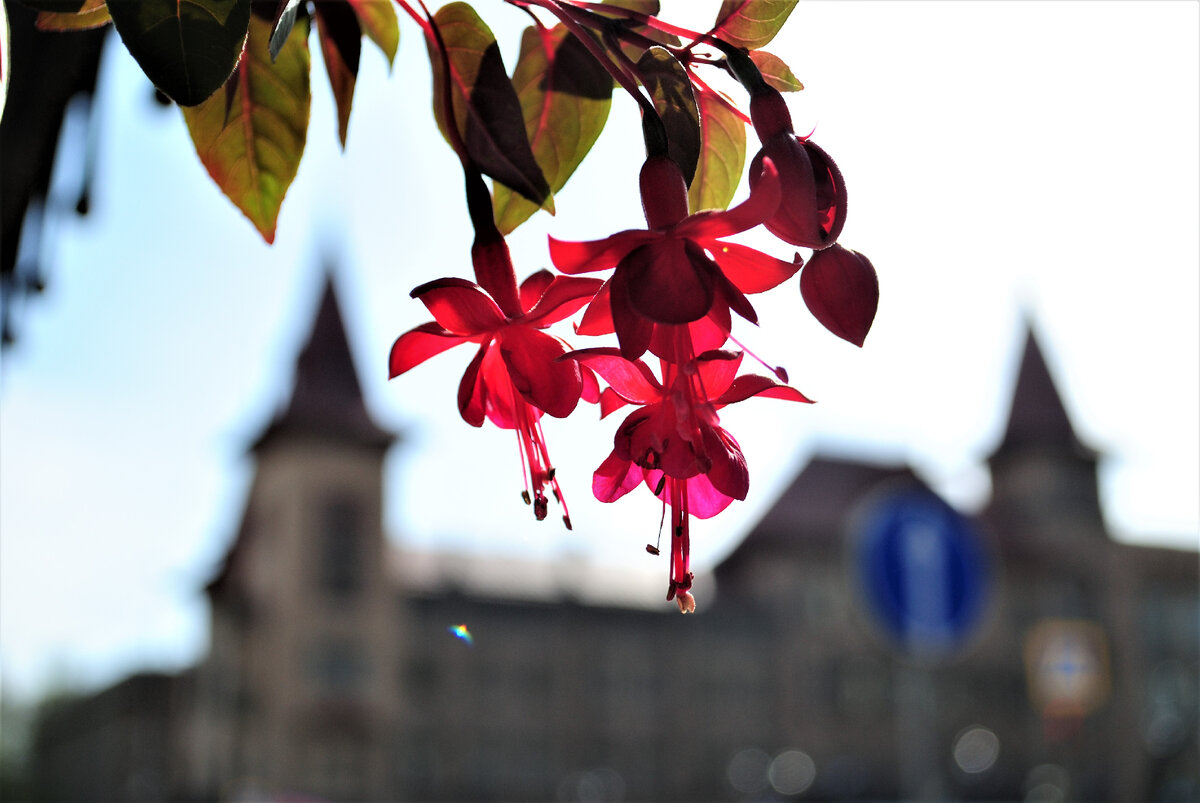 27.04.2022 г. Саратовская государственная консерватория имени Л.В. Собинова