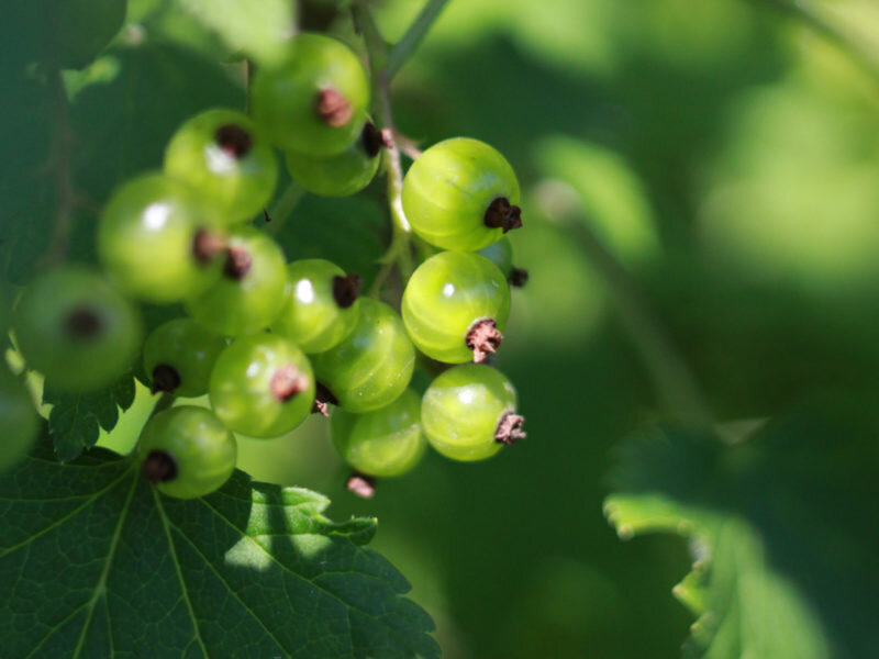 Плюсы и минусы