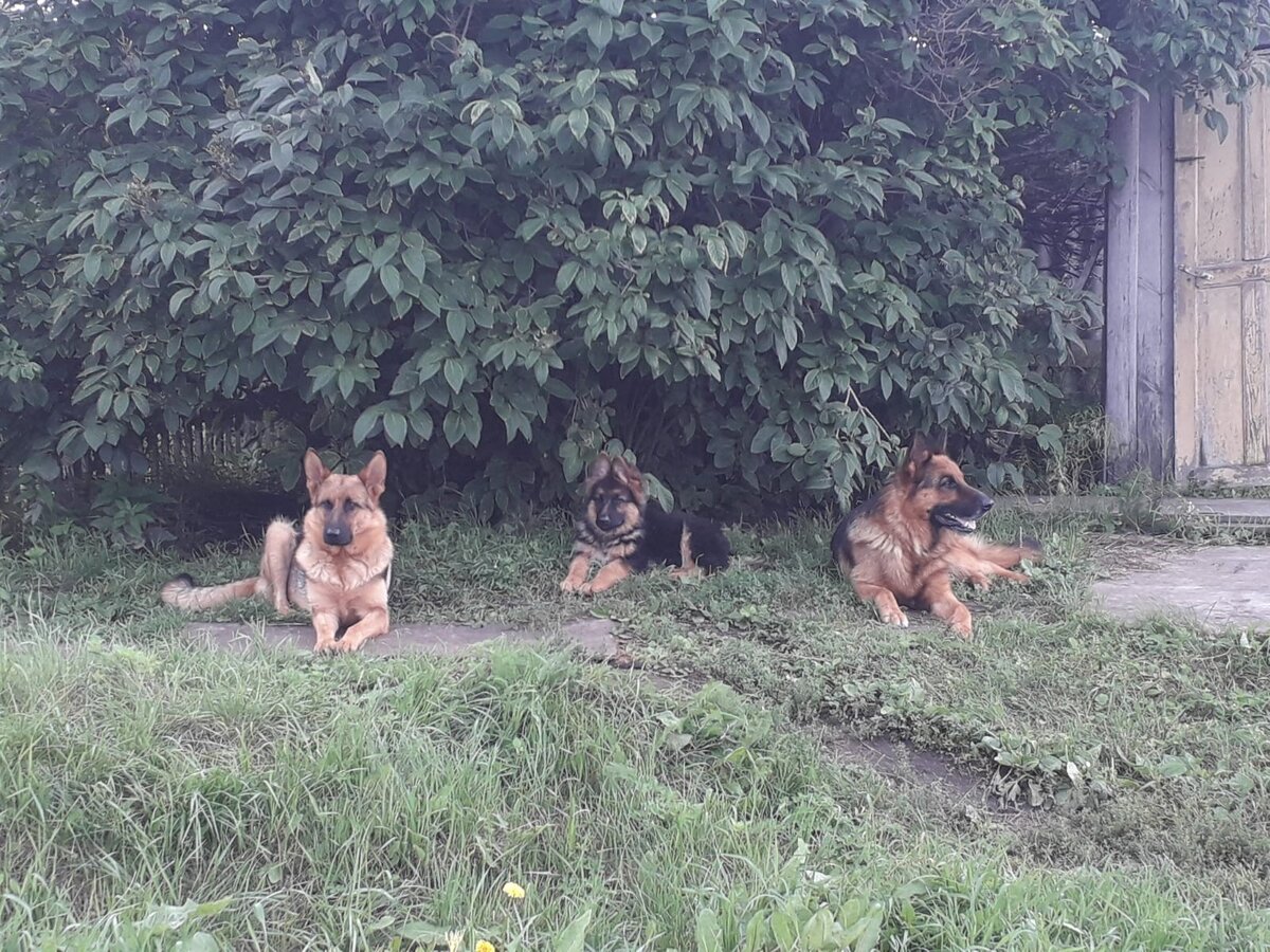 Ответственность за последствия поступков четвероногого целиком лежит на хозяине животного