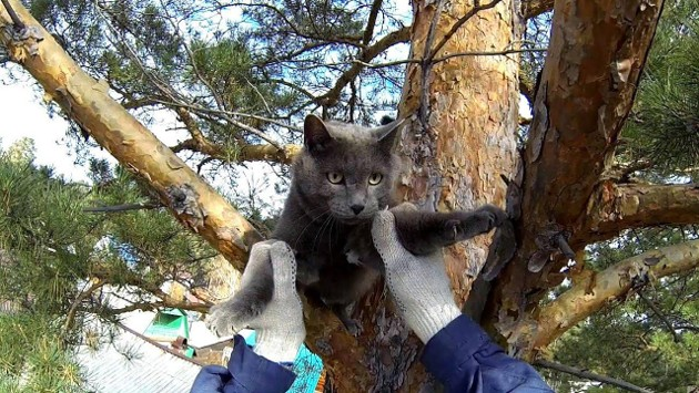 Помогаем кошке слезть с дерева