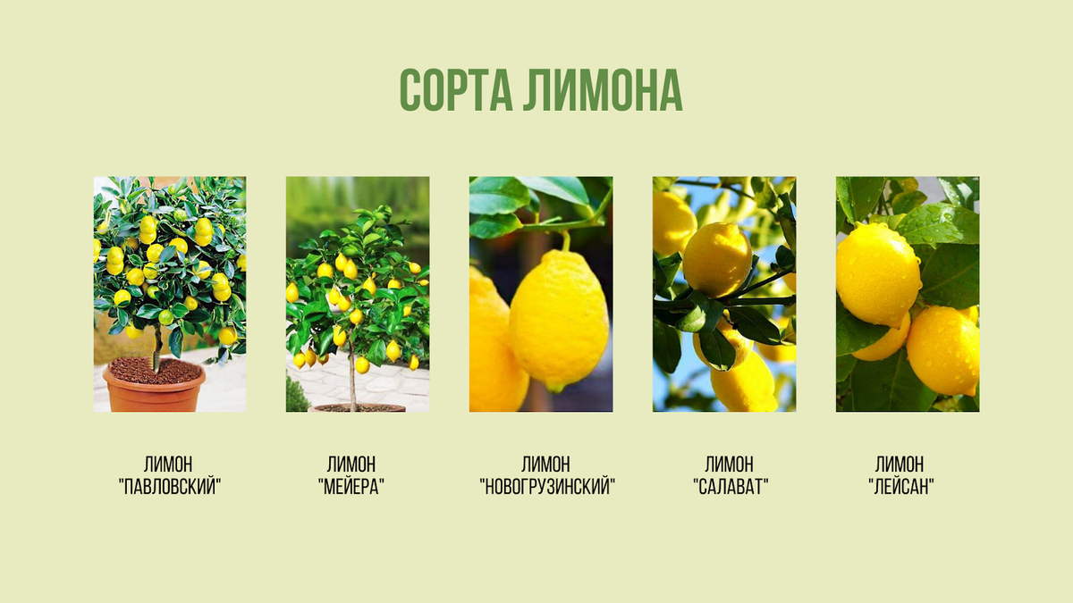 Особенности ухода за лимонным деревом в домашних условиях
