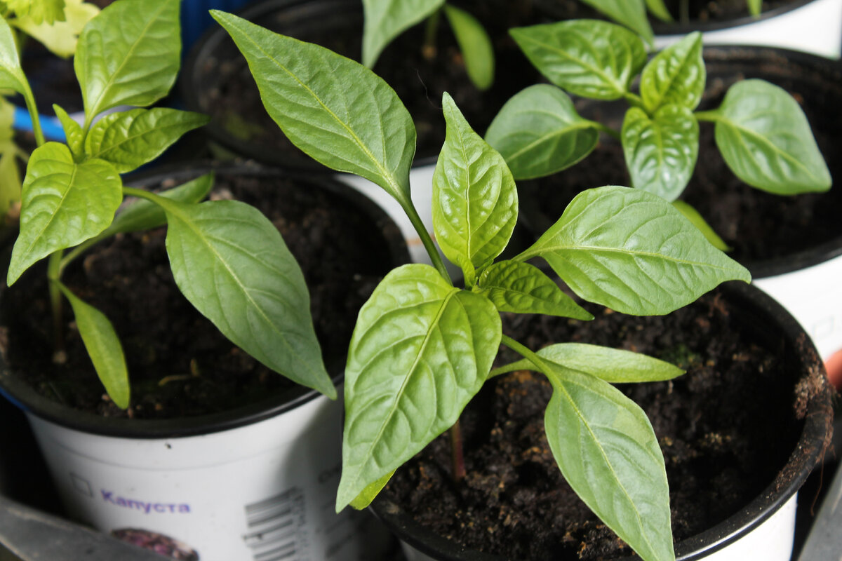 рассада моих перцев "Буратино". фото автора