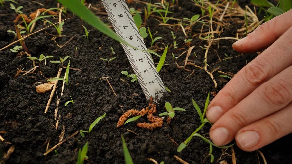 Скауты Digital Agro в полях клиента