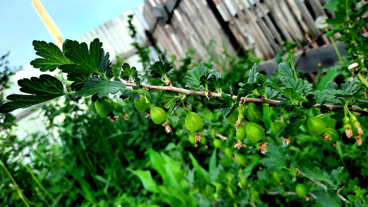 Крыжовник у сестры, чуть чуть осталось дозреть 