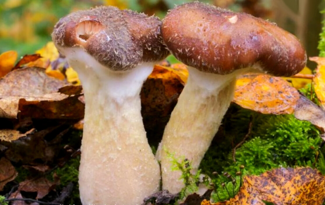 Гриб паутинник зеленый. Паутинник оранжево-красный. Hygrocybe psittacina. Грибница опенка темного. Лепиота гриб.