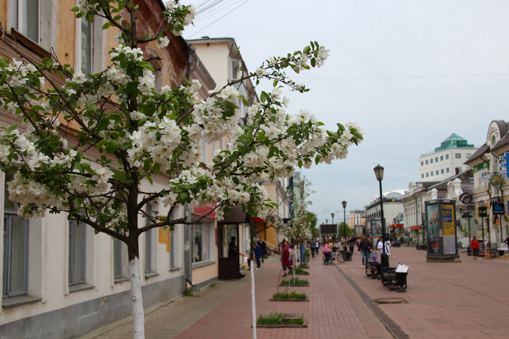 Трехсвятская улица в твери фото