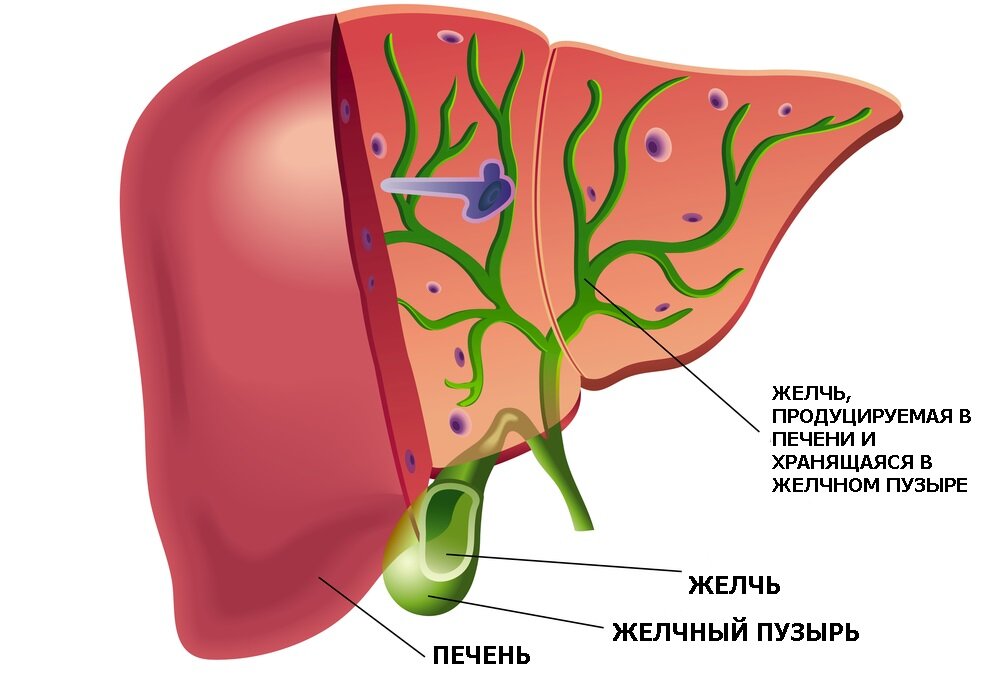 Функции желчного пузыря