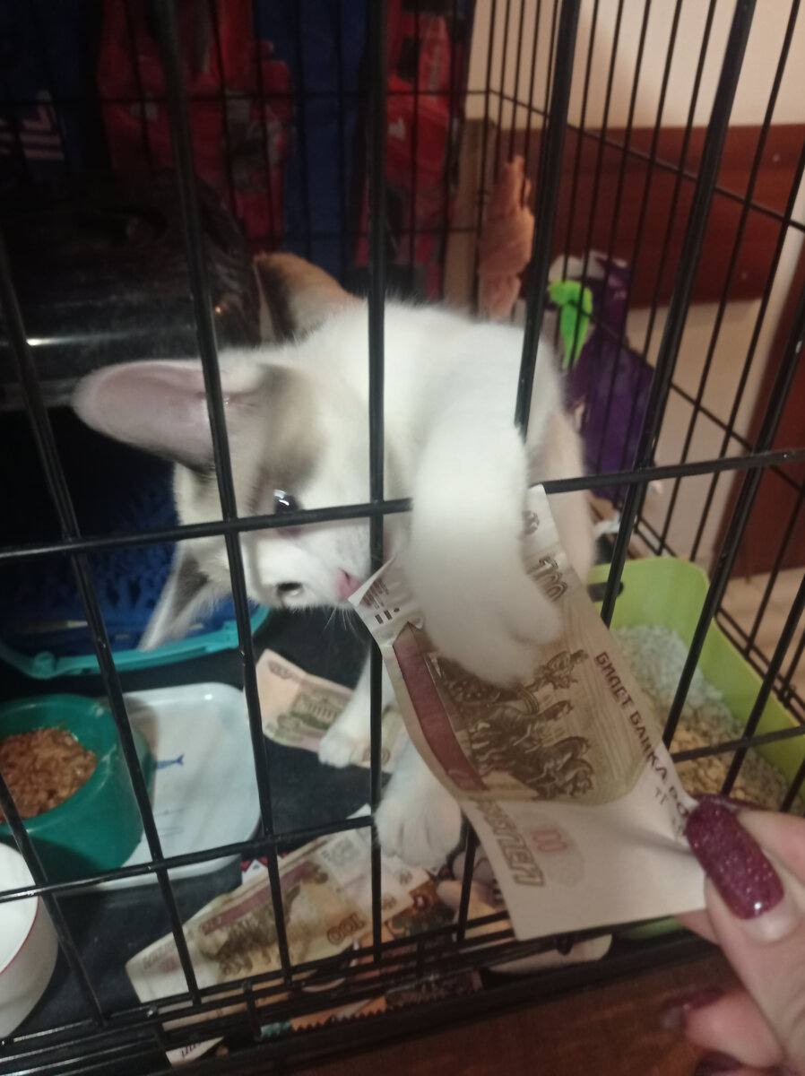 Позирует Бандерас. Помощничек наш