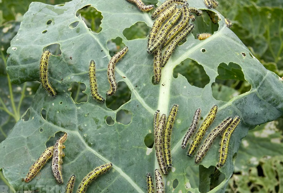 Фотография взята из источника tophim.ru