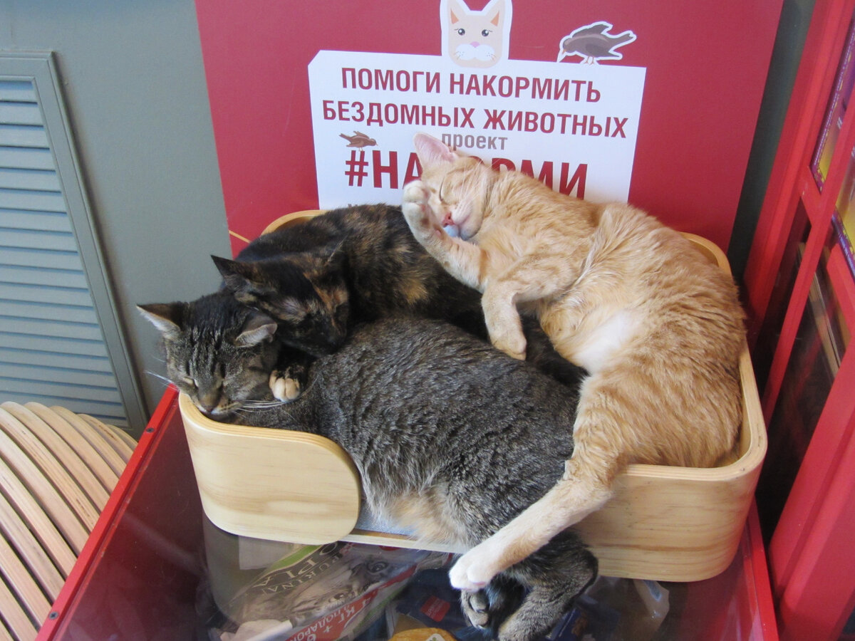 Котики из "Котеешной"