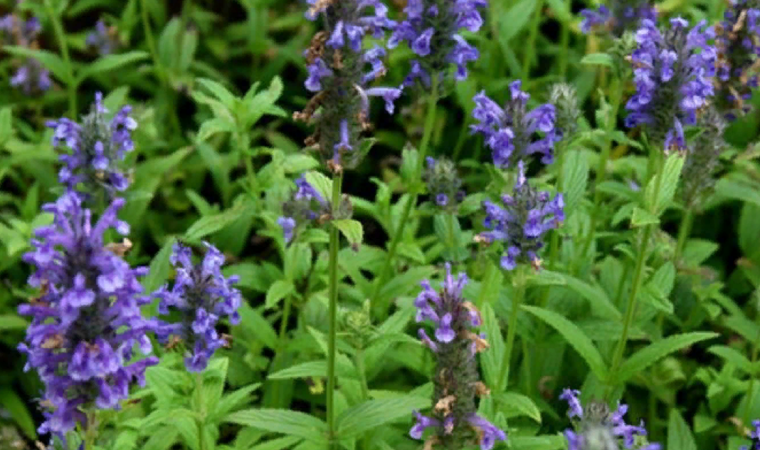 Котовник жилковатый отличается небольшим размером (источник фото: roza-zanoza.ru)