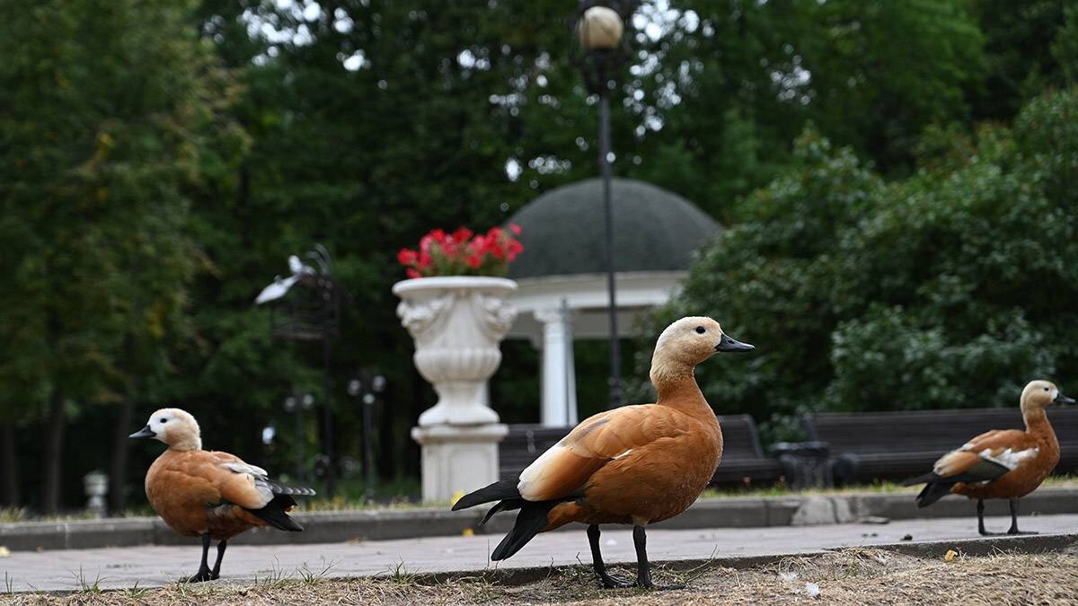    Фото: Алексей Орлов / Вечерняя Москва