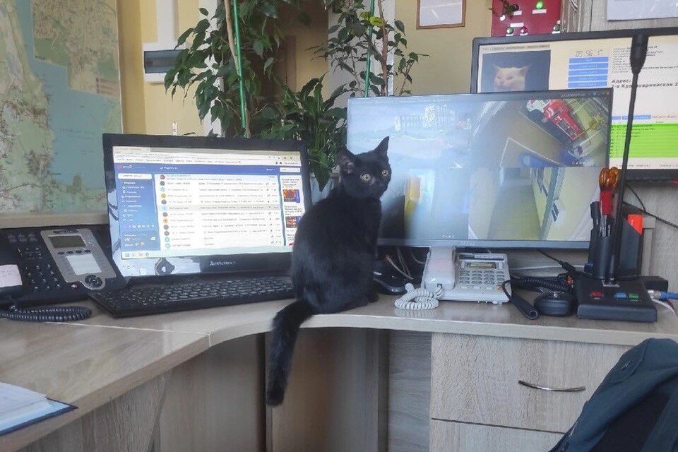     Четвероногий стал для спасателей настоящим другом и помощником. Фото: Комитет правопорядка и безопасности Ленобласти