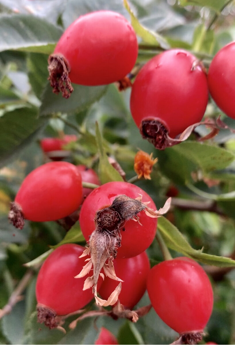 Фото автора.