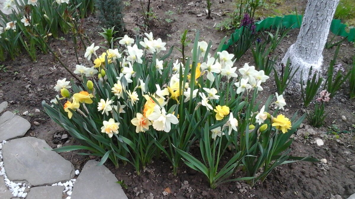 Нарциссы в моем саду 