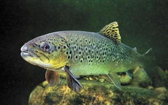    За здоровьем лососевых будут следить сенсоры-импланты