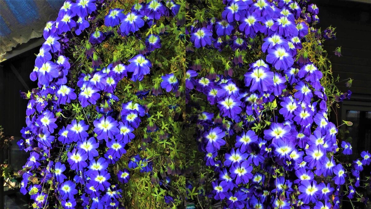 Очаровательная и неприхотливая садовая лиана, цветущая все лето до морозов  | GardenLife | Дзен
