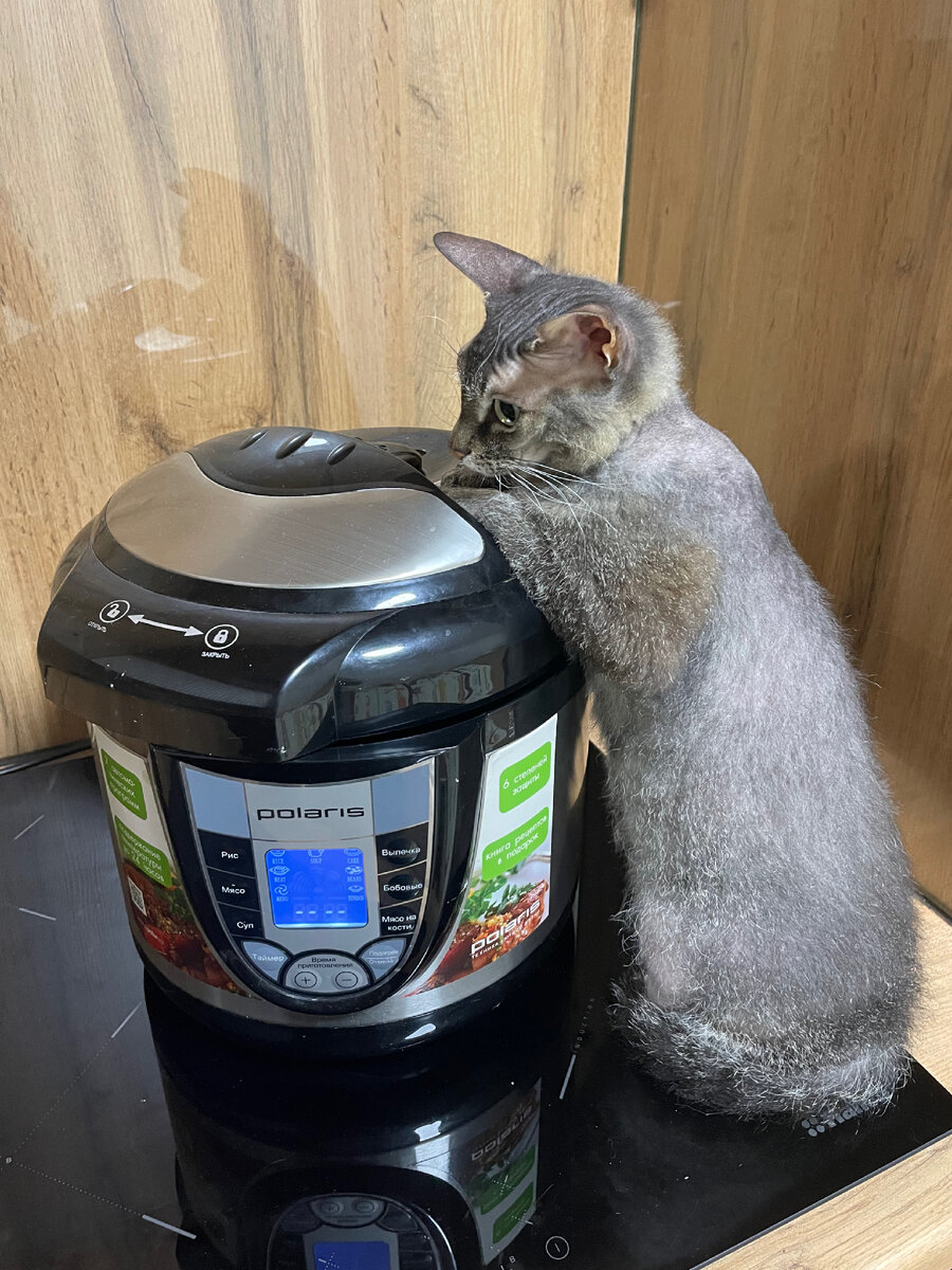 Наша кошка-полусфинкс греется у пароварки