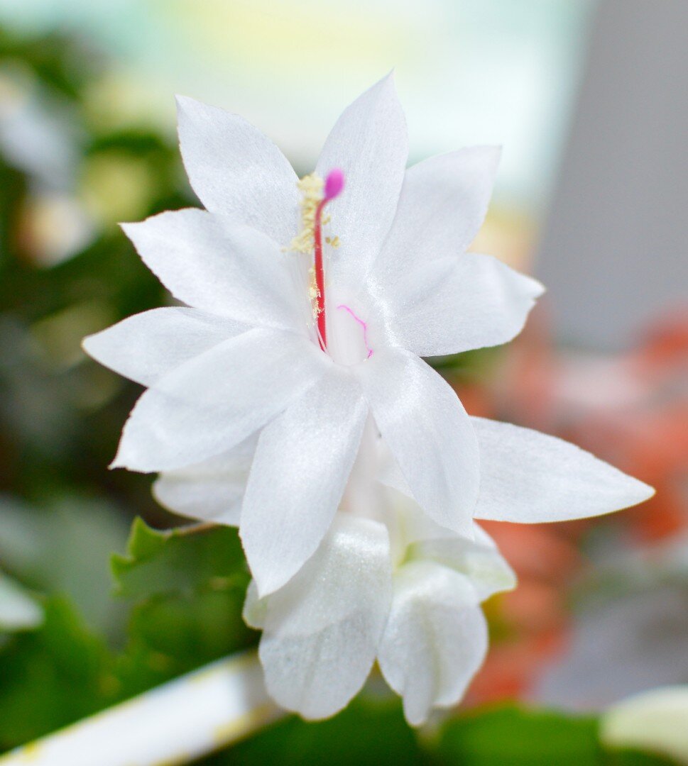 Декабрист Татьяны Даценко Рязань