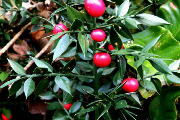 Источник: https://yandex.ru/images