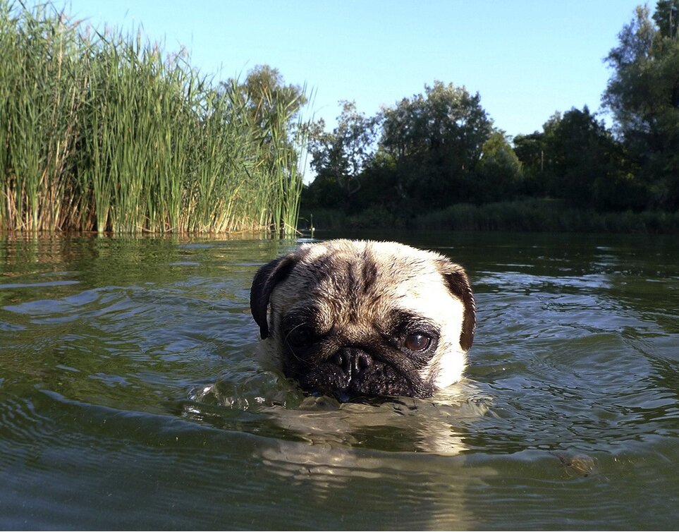 Мопс принимает водные процедуры в речке. Фото взято с ресурса fototelegraf.ru